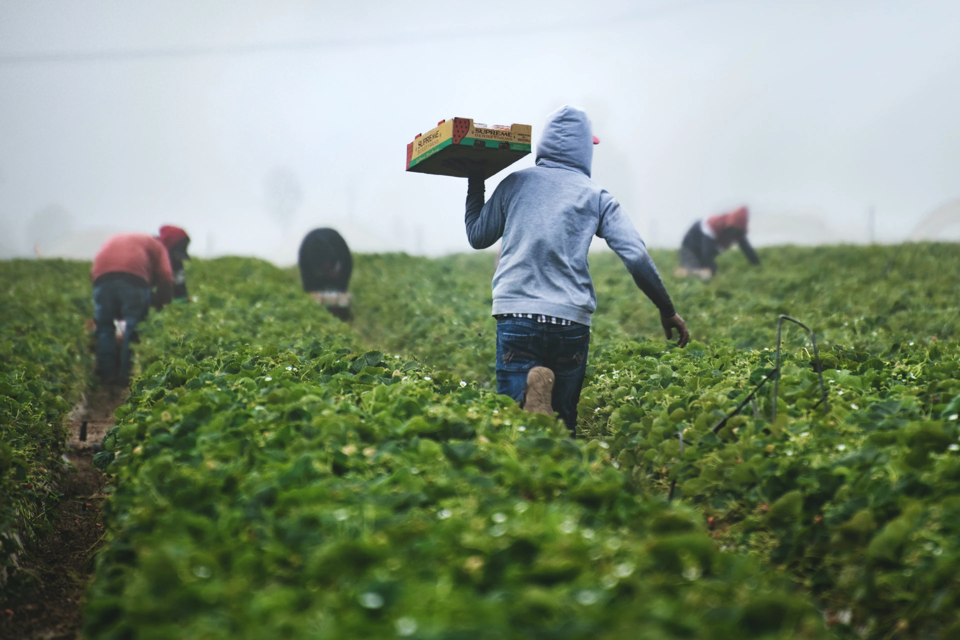 Aposentadoria Rural e Benefícios do INSS: Como Comprovar Tempo de Atividade no Campo